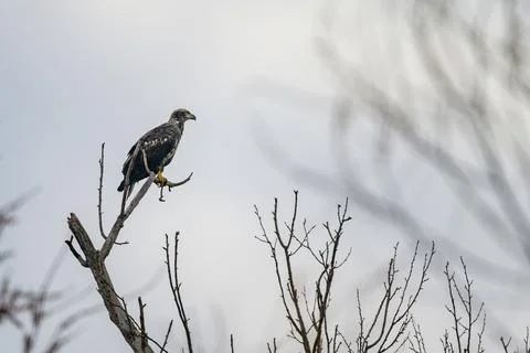 Juvenile Bald Eagle on a Dead Tree Branch in Winter Stock Photos