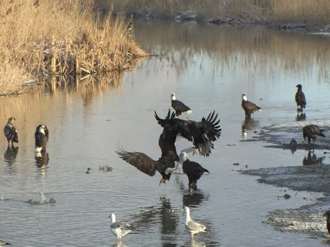 Juvenile Bald Eagle dives down &amp; almost strikes eagle &amp; flies off, SloMo Stock Footage 124562363