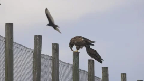 Bald Eagle Flying 4K Stock Video Footage | Royalty Free Bald Eagle