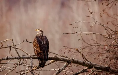 Juvenile bald eagle in fall Stock Photos