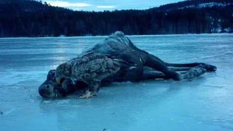 Juvenile Bald Eagle Feeding On A Moose Carcass On A Frozen Lake. - closeup shot Stock Footage 340015581
