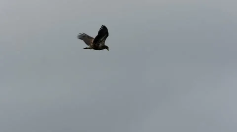 Juvenile Bald Eagle In Flight, Fly, Flying Stock Footage