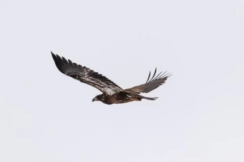 Juvenile Bald Eagle in Flight Stock Photos