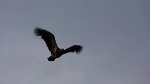 Juvenile Bald Eagle in flight slow motion Stock Footage 153439172