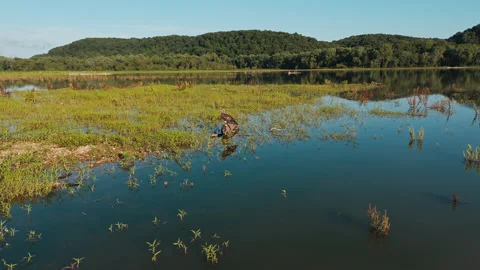 Juvenile Bald Eagle in Flooded Marshland at Lake Eucha Stock Footage 335945454