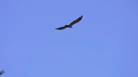 Juvenile bald eagle flying against the blue sky Stock Footage 345995784