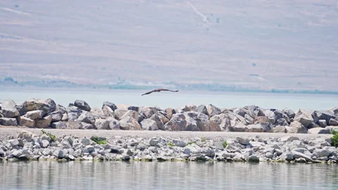 Juvenile bald eagle flying along the shore of Utah lake Stock Footage 339640175