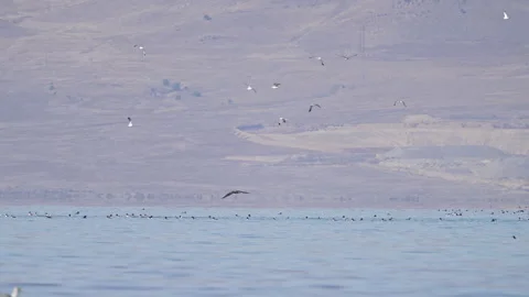 Juvenile Bald Eagle flying low over ducks on Utah Lake Stock Footage 327625348