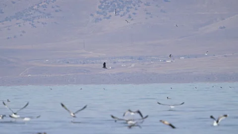 Juvenile Bald Eagle flying low over ducks on Utah Lake as seagulls fly Stock Footage 327625418