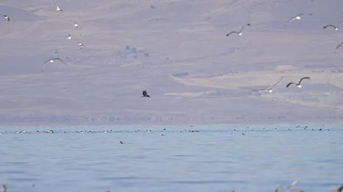Juvenile Bald Eagle flying over ducks sitting on the surface of Utah Lake Stock Footage 327625573