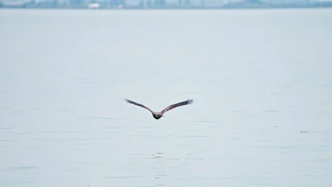 Juvenile bald eagle flying in slow motion over Utah lake Stock Footage 339640279