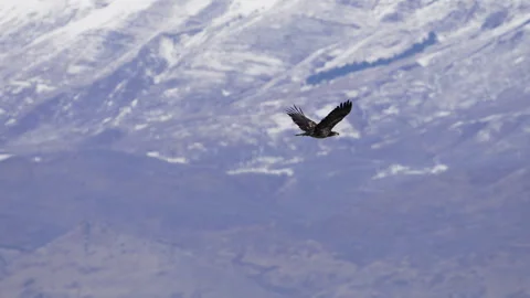 Juvenile Bald Eagle flying through Utah Valley during in the winter Stock Footage 329798966