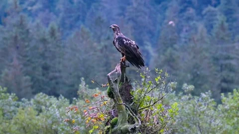 Juvenile bald eagle Video stock 317731471