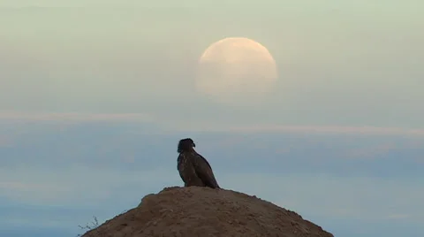 Juvenile Bald Eagle with Full Moon in Background Stock Footage 46189560