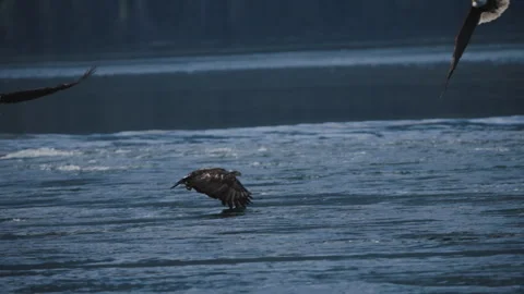 Juvenile Bald Eagle Grabbing Fish From Open Water Surface Stock Footage 341030152