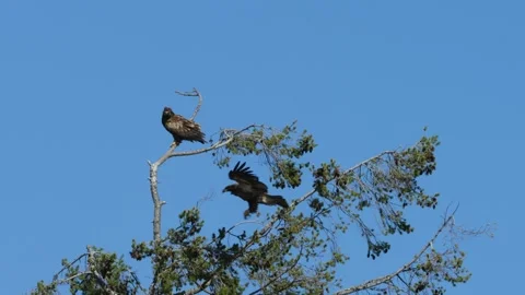 Juvenile Bald Eagle Lands on Tree Stock Footage 332640483