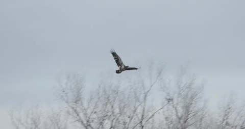 Juvenile Bald Eagle Launching and Flying Along Canyon Wall, Follow Flight Shot,  Stockbeeldmateriaal 333262521