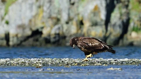 Juvenile Bald Eagle Pecks at Crab Stock Footage 332641365