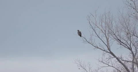 Juvenile Bald Eagle Perched and Scanning Surroundings, Close Wildlife Shot, 7K Stockbeeldmateriaal 333262630