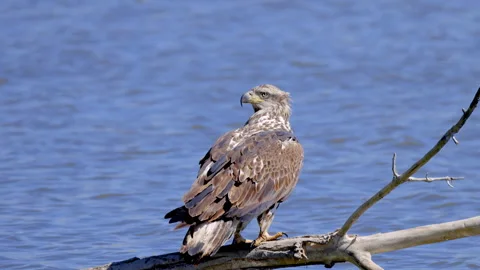 Juvenile Bald Eagle Perched on Branch in Water Stock Footage 333524234