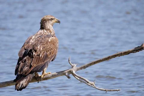 Juvenile Bald Eagle Perched on Branch Stock Photos