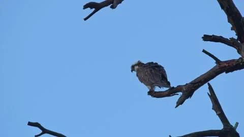 A juvenile Bald Eagle perched high on a tree branch Stock Footage 340221936