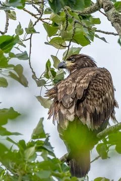 Juvenile Bald Eagle Perched in Leafy Tree on Overcast Day Stock Photos