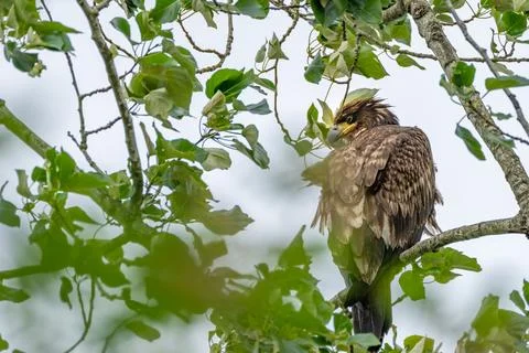 Juvenile Bald Eagle Perched in Leafy Tree on Overcast Day Stock Photos