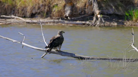 Juvenile Bald Eagle Perched on Log in Water Stock Footage 333521765