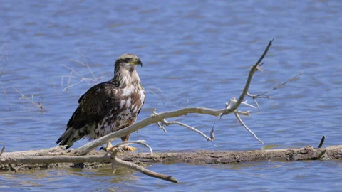 Juvenile Bald Eagle Perched on Log in Water Stock Footage 333523174