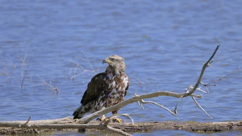 Juvenile Bald Eagle Perched on Log in Water Stock Footage 333523683