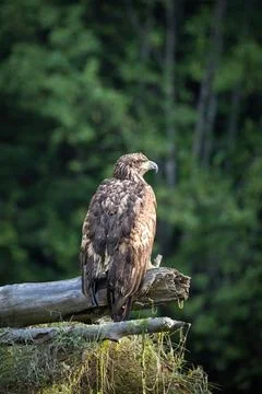 Juvenile bald eagle perched on a log with trees in the background Foto stock