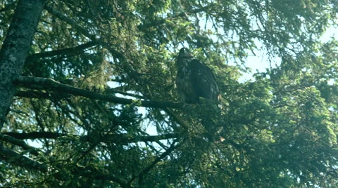 Juvenile Bald Eagle Perched in a Pine Tree Stock Footage 64554900