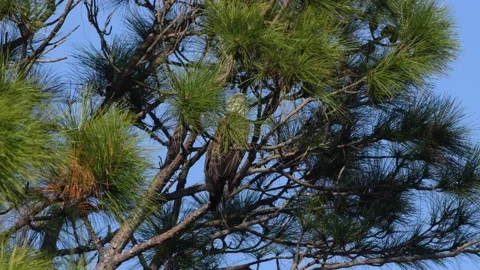 Juvenile bald eagle perched in a tree on a breezy day Stock Footage 166318836