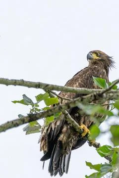 Juvenile Bald Eagle Perched on Tree Branch with Fresh Green Leaves Stock Photos