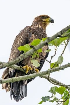 Juvenile Bald Eagle Perched on Tree Branch with Fresh Green Leaves Stock Photos