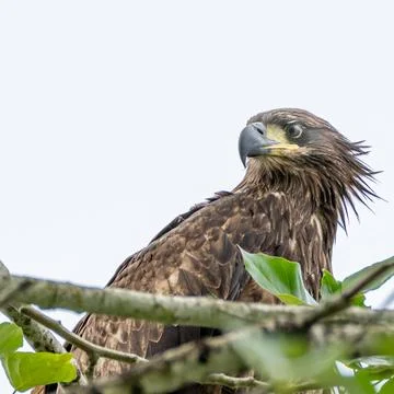 Juvenile Bald Eagle Perched on Tree Branch with Fresh Green Leaves Stock Photos
