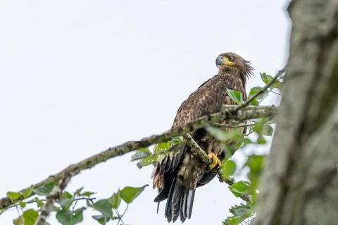 Juvenile Bald Eagle Perched on Tree Branch with Fresh Green Leaves Stock Photos