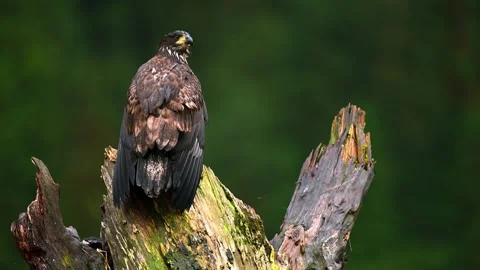 Juvenile bald eagle perching on weathered wooden stump inside lush evergreen Stock Footage 340861291