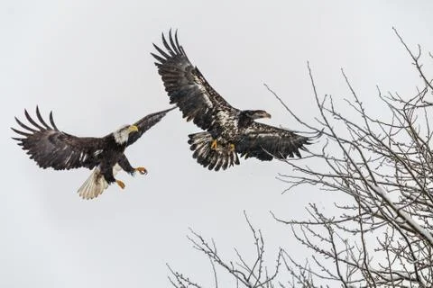Juvenile Bald Eagle 스톡 사진