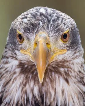 Juvenile Bald Eagle Stock Photos