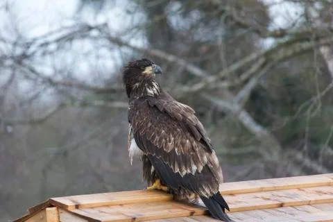 Juvenile Bald eagle Stock Photos