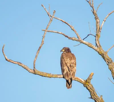 Juvenile Bald Eagle Stock Photos