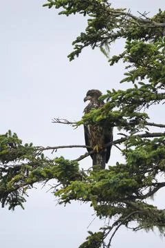 Juvenile Bald Eagle  Stock Photos