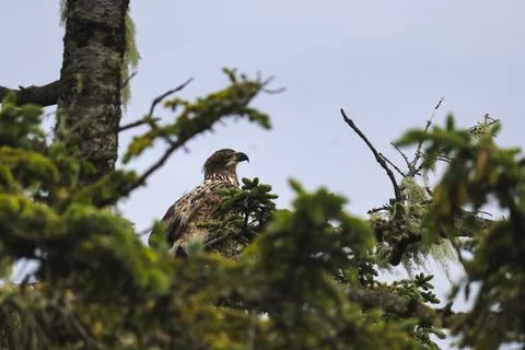 Juvenile Bald Eagle  Stock Photos