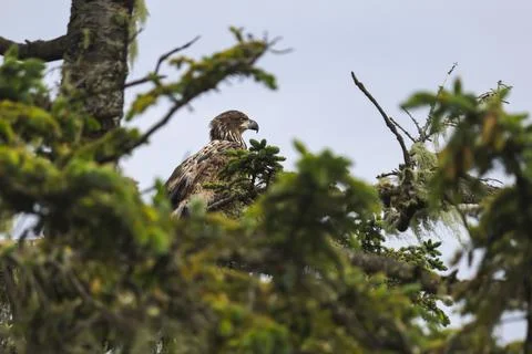 Juvenile Bald Eagle  Stock Photos