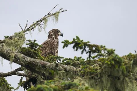 Juvenile Bald Eagle  Stock Photos