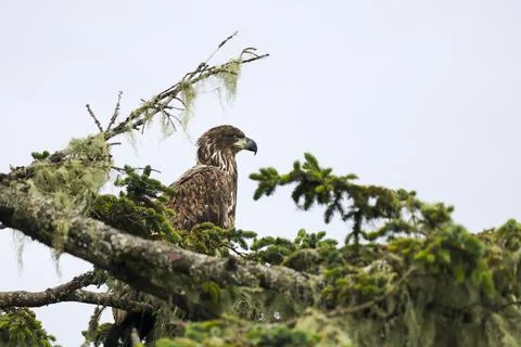 Juvenile Bald Eagle  Stock Photos