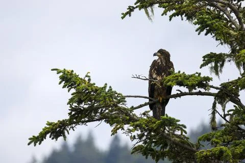 Juvenile Bald Eagle  Stock Photos
