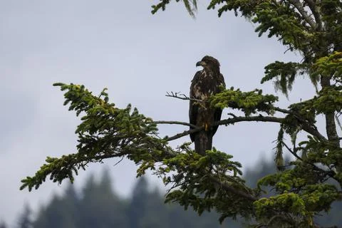 Juvenile Bald Eagle  Stock Photos
